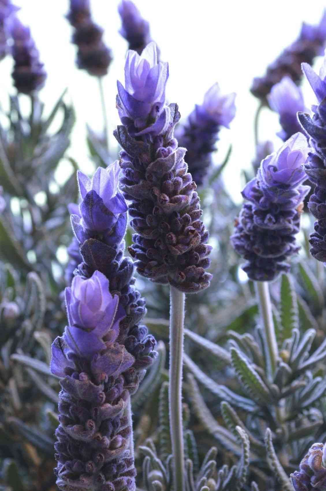 French lavender(Lavandula dentata)
