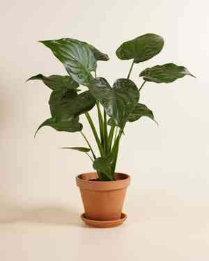 Chinese taro(Alocasia cucullata)
