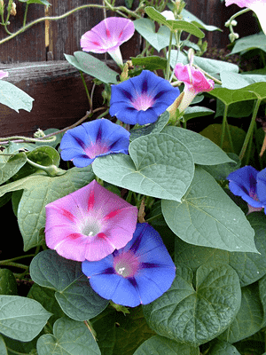 Common morning glory(Ipomoea purpurea)
