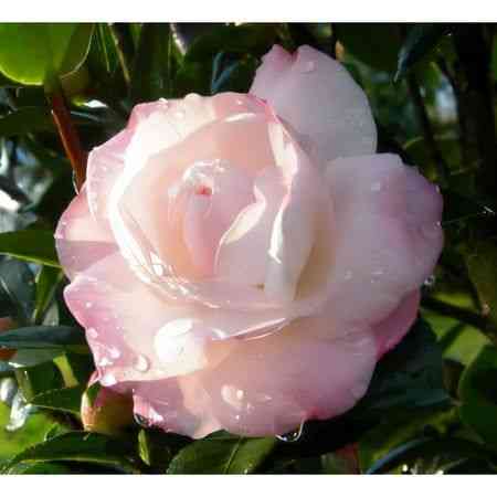 Japanese camellia(Camellia japonica)