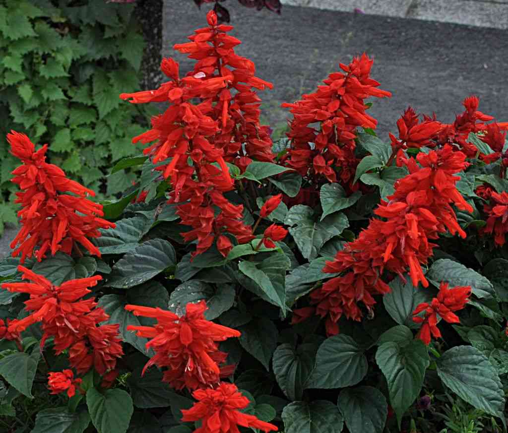 Scarlet sage(Salvia splendens)
