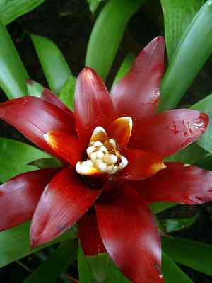 Scarlet-star(Guzmania lingulata)