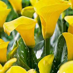 Calla lily(Zantedeschia albomaculata)