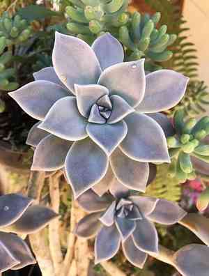 Ghost plant(Graptopetalum paraguayense)