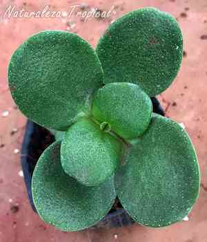Fairy crassula(Crassula multicava)