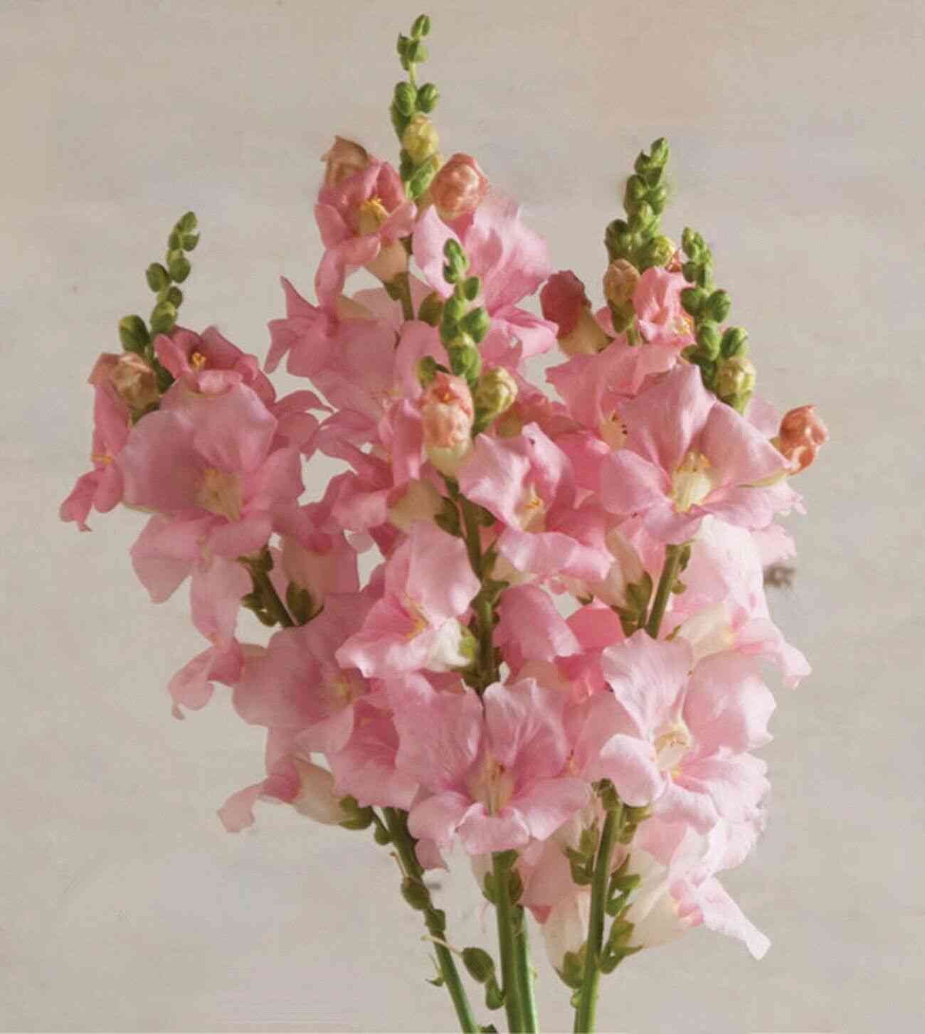 Garden snapdragon(Antirrhinum majus)