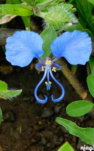 Asiatic dayflower(Commelina communis)