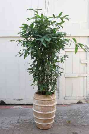 Gold dust dracaena(Dracaena surculosa)