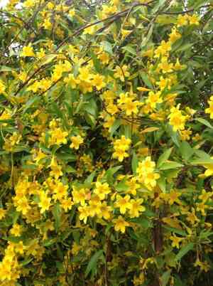 Carolina jasmine(Gelsemium sempervirens)