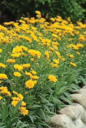 Large-flowered tickseed(Coreopsis grandiflora)