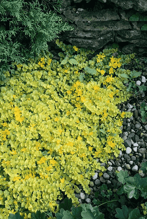 Creeping jenny(Lysimachia nummularia)