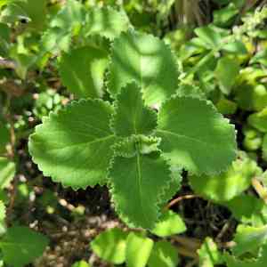 Mexican mint(Coleus amboinicus)