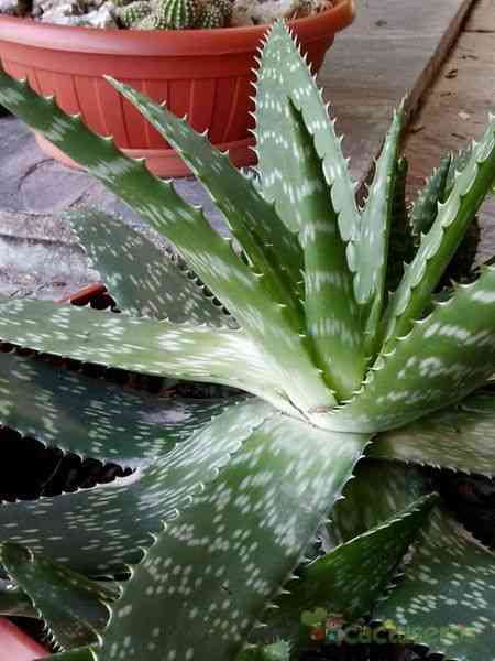 Soap aloe(Aloe maculata)