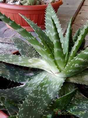 Soap aloe(Aloe maculata)