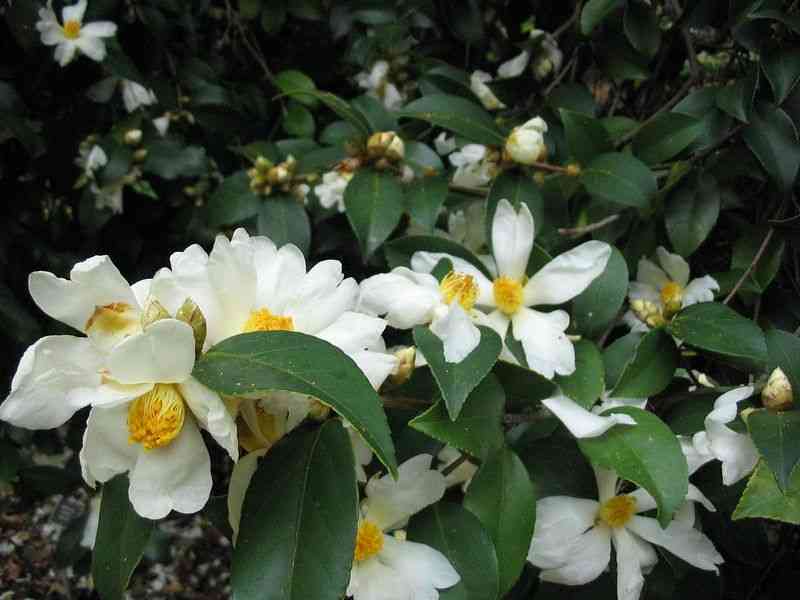 Tea-oil camellia(Camellia oleifera)
