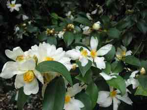 Tea-oil camellia(Camellia oleifera)