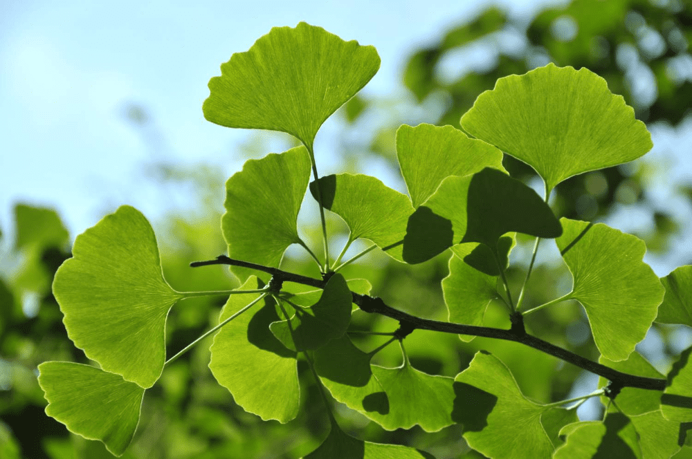 Maidenhair tree