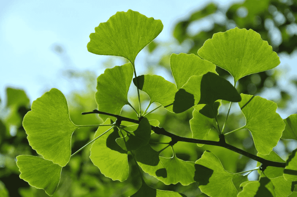 Maidenhair tree(Ginkgo biloba)