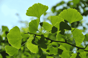 Maidenhair tree(Ginkgo biloba)
