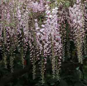 Japanese wisteria(Wisteria floribunda)