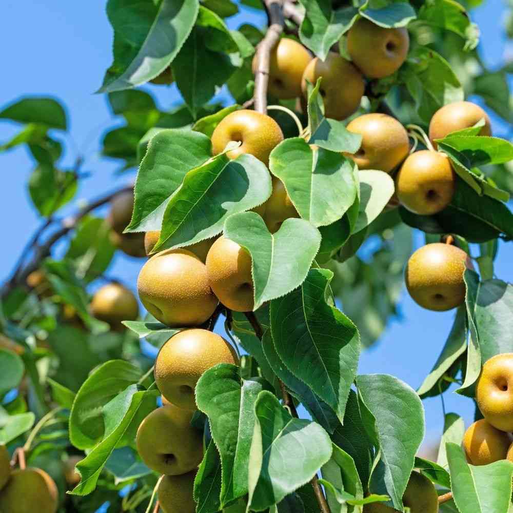 Asian pear(Pyrus pyrifolia)