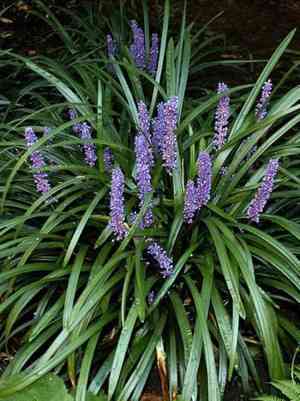 Big blue lilyturf(Liriope muscari)