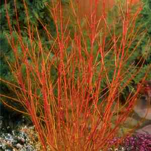 Cornus sanguinea(Cornus sanguinea)