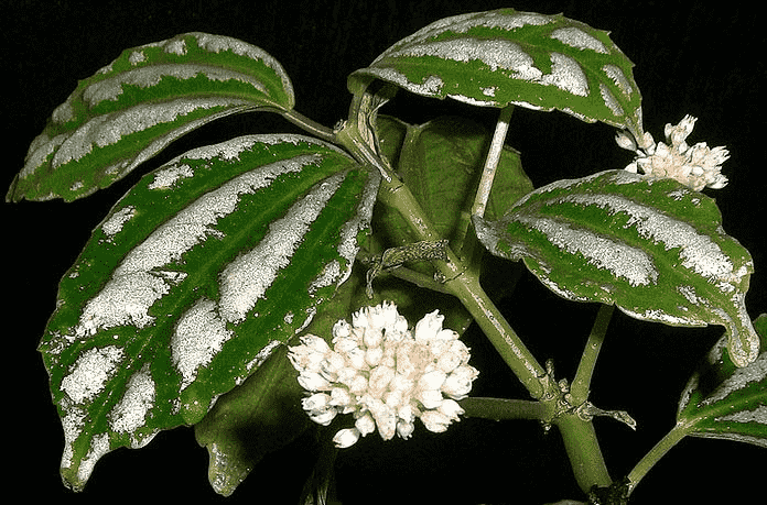 Aluminum plant(Pilea cadierei)