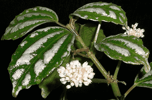 Aluminum plant(Pilea cadierei)