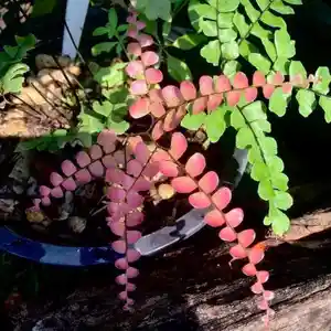 Rough maidenhair fern(Adiantum hispidulum)