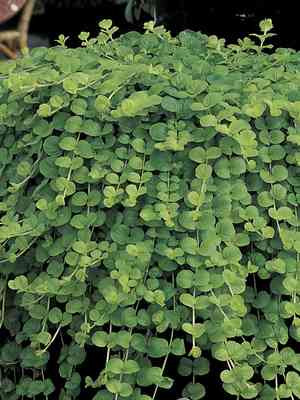Creeping jenny(Lysimachia nummularia)