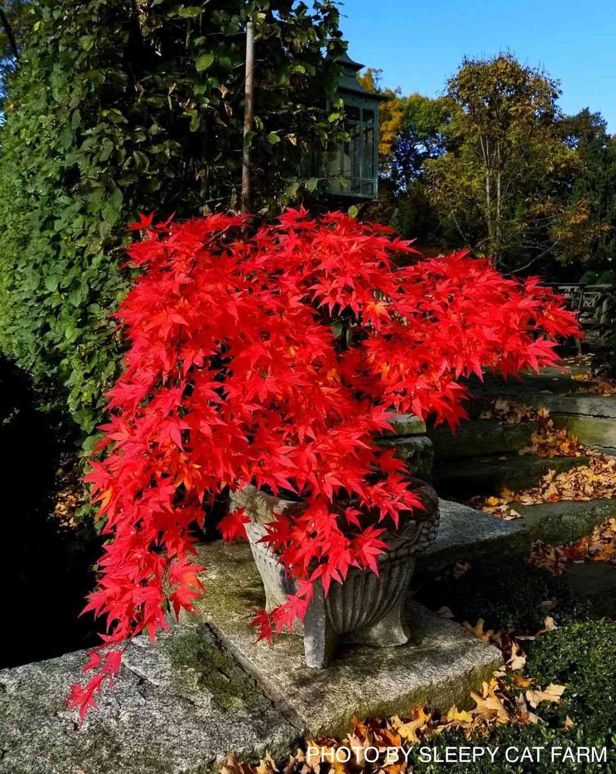 Japanese maple(Acer palmatum)