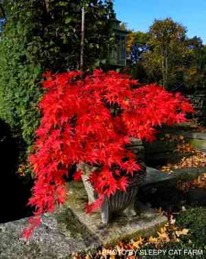 Japanese maple(Acer palmatum)
