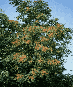 Tree of heaven(Ailanthus altissima)