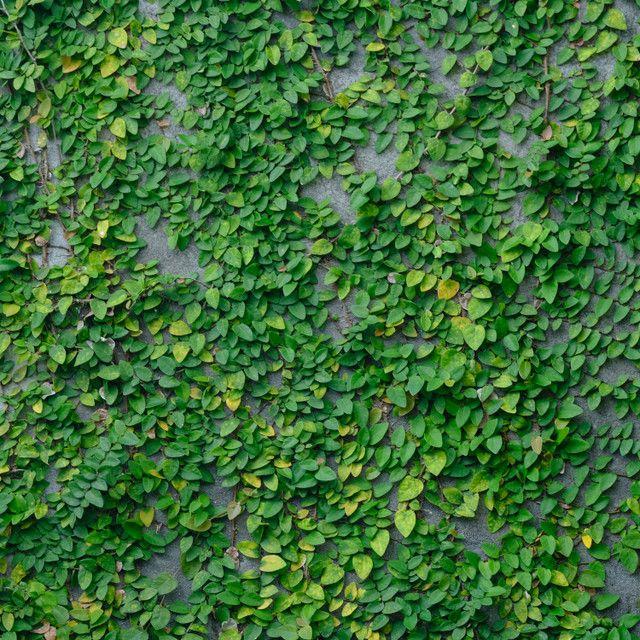 Creeping fig