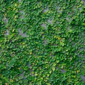 Creeping fig(Ficus pumila)