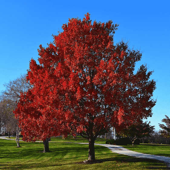 Red maple(Acer rubrum)
