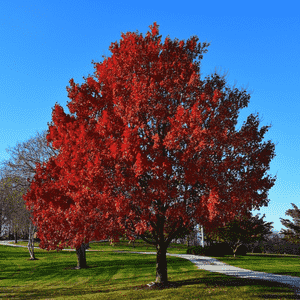 Red maple(Acer rubrum)