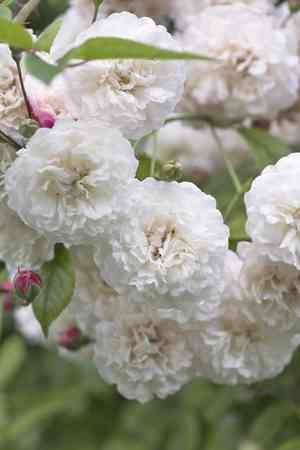 Evergreen rose(Rosa sempervirens)