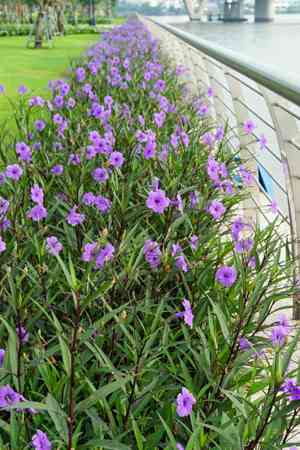 Mexican petunia(Ruellia simplex)