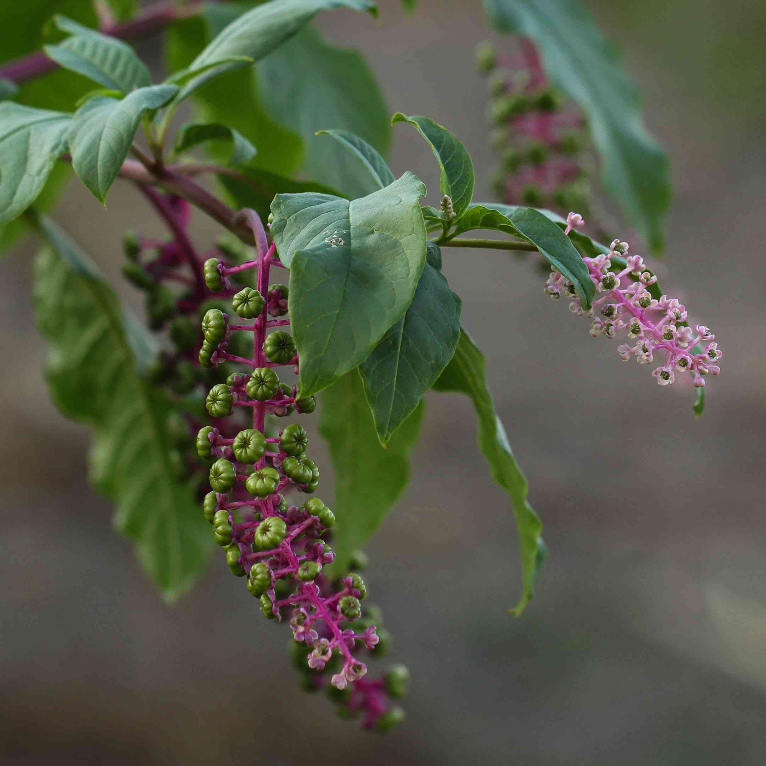 Pokeweed(Phytolacca americana)