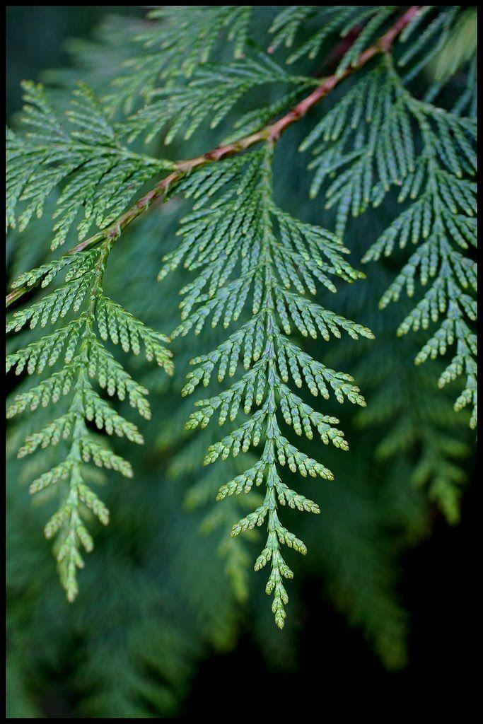 Arborvitae