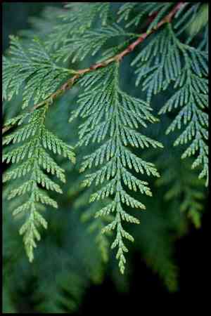 Arborvitae(Thuja occidentalis)