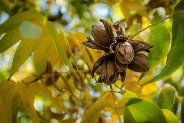 Pecan(Carya illinoinensis)