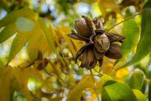Pecan(Carya illinoinensis)