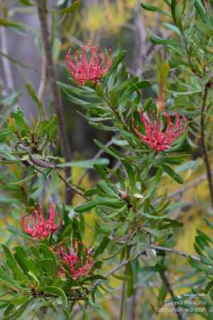 Turtle grass(Thalassia testudinum)