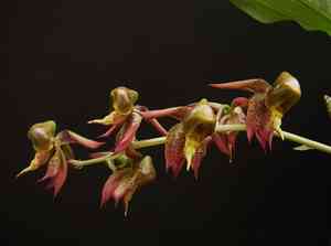 spotted catasetum(Catasetum maculatum)