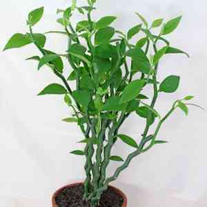 Devil's-backbone(Euphorbia tithymaloides)