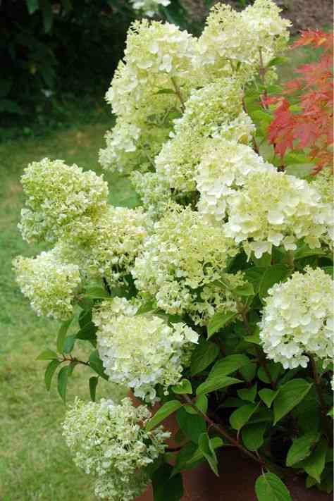 Panicle hydrangea(Hydrangea paniculata)