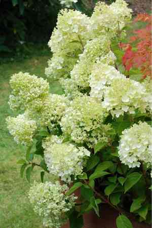 Panicle hydrangea(Hydrangea paniculata)